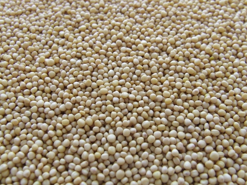 SOYA 